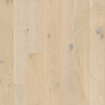 Amato wintry forest oak